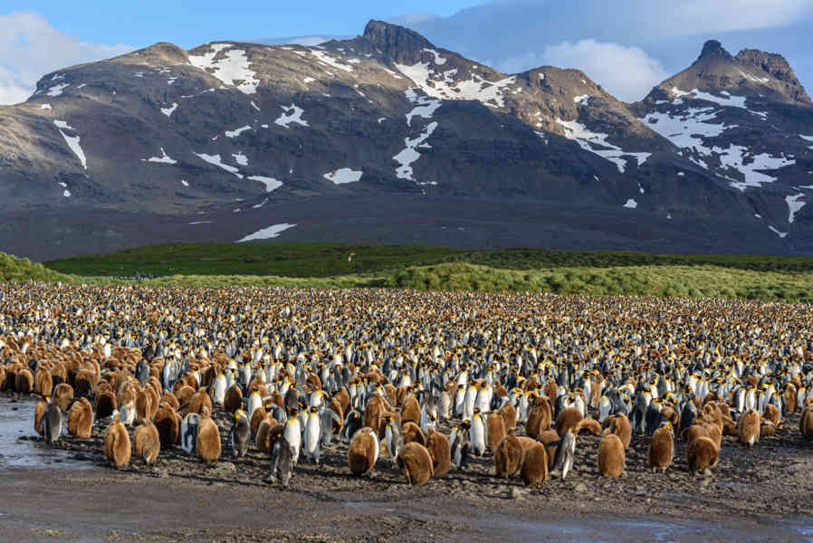 Pingüino Rey - islas Georgias del Sur 004.jpg
